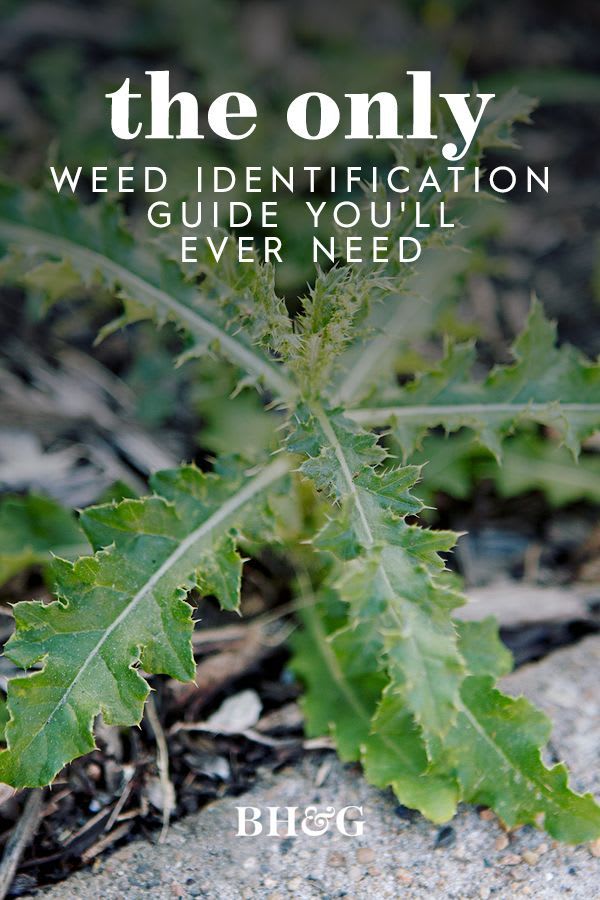 The Only Weed Identification Guide You'll Ever Need