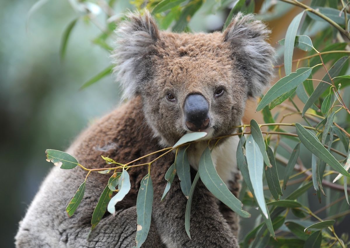 Koalas will go extinct by 2050 in New South Wales, Australia, inquiry finds