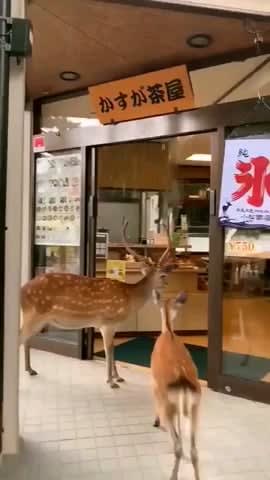 Deers in Nara, Japan have learnt how doors work and bow to humans for requesting food