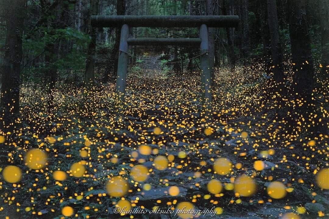Fireflies captured in Shinkoku Region, Japan