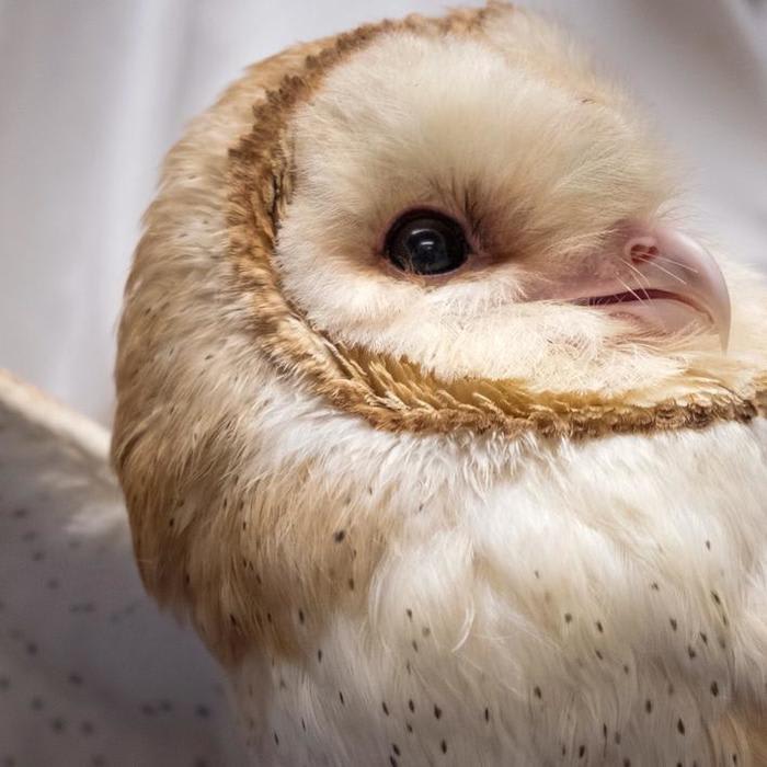 Scientists Study Barn Owls To Understand Why People With ADHD Struggle To Focus