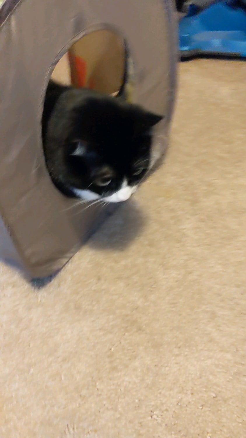 Irma yells like this even when she's not trapped in a bag handle