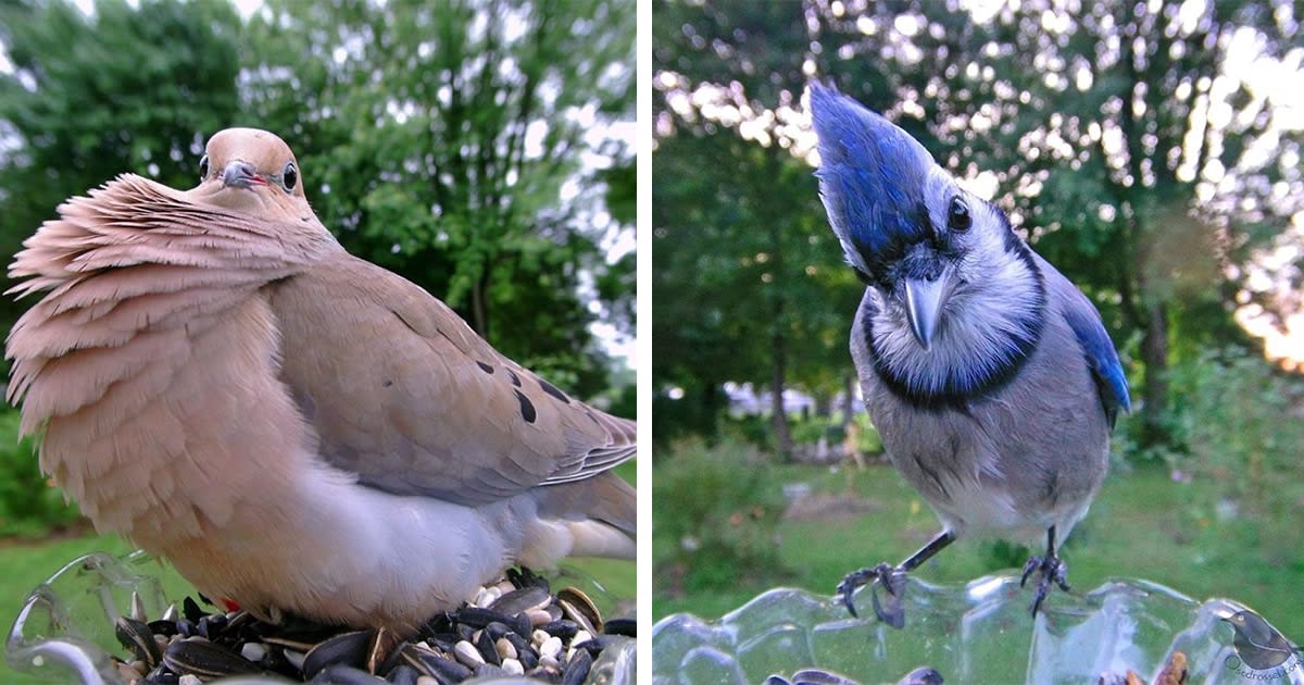 Woman Sets Up Bird Feeder Cam to Capture Close-Ups of Diverse Birds Visiting Her Backyard