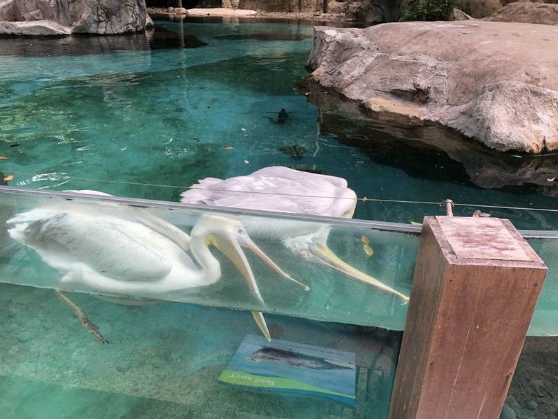 Kids Left In Tears As Pelican Tries To Revive Its Dead Friend At Zoo