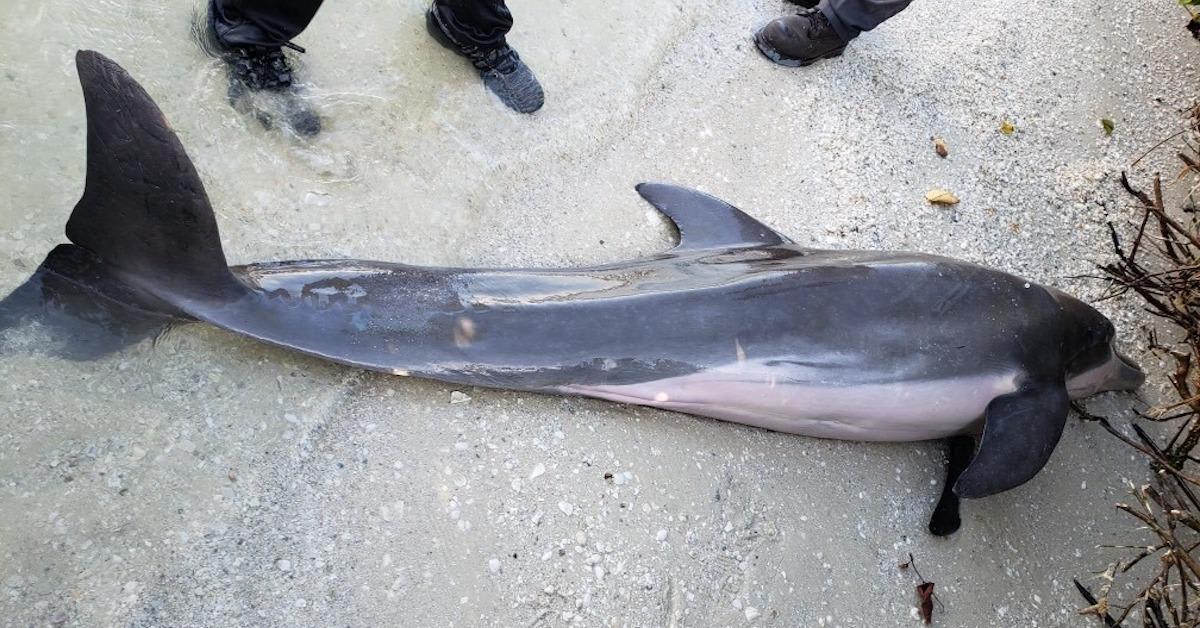 Dead Dolphin Found with Two-Foot Shower Hose in His Esophagus on Florida Beach