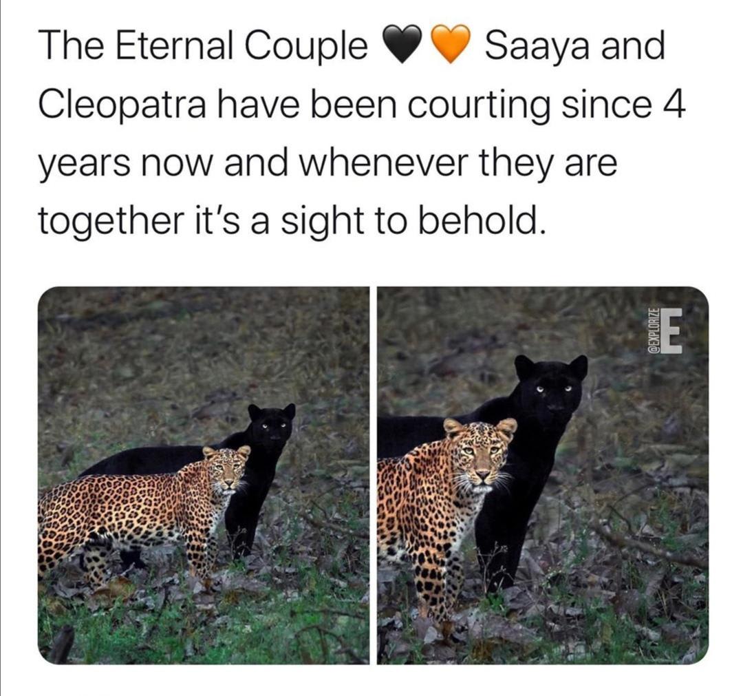 this couple of big cats
