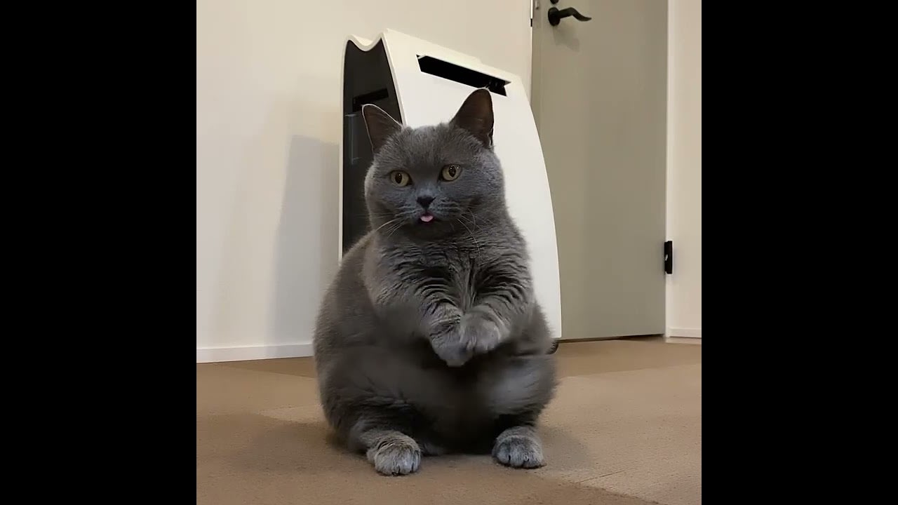 WM Cat Tries Greeting Pose By Joining Paws - 1288135