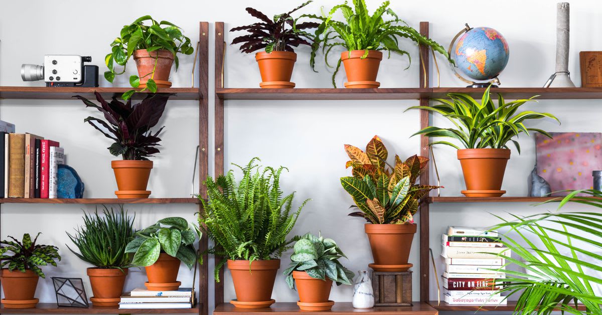 Where to buy plants online