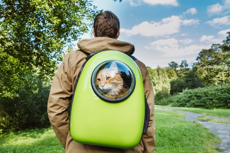 The 25 Best Cat Backpacks of 2020