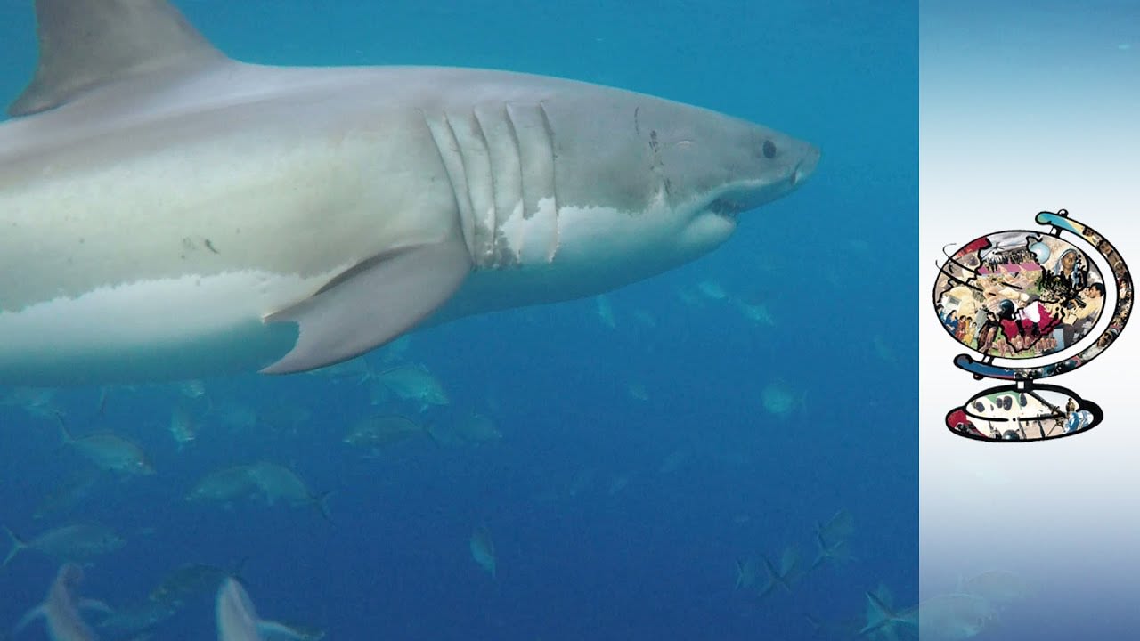 Alarm As Shark Attacks On The Rise In Australia