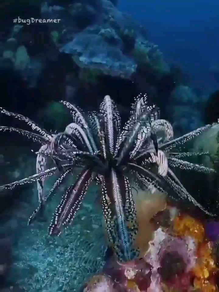 The mesmerising Feather Star