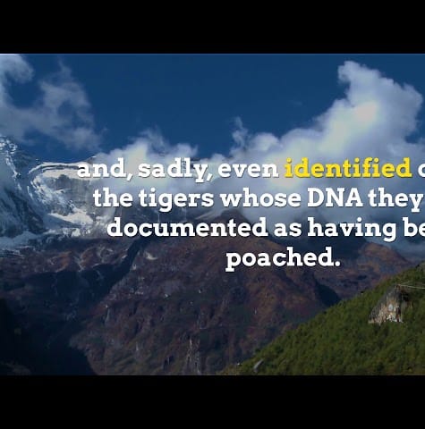 Tiger DNA Database Helps Combat Poaching in Nepal