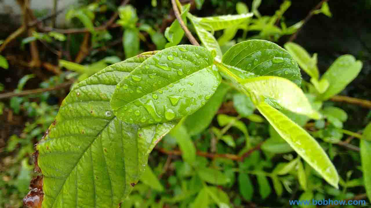Guava leaf tea - the unknown recipe of a natural gift 2019