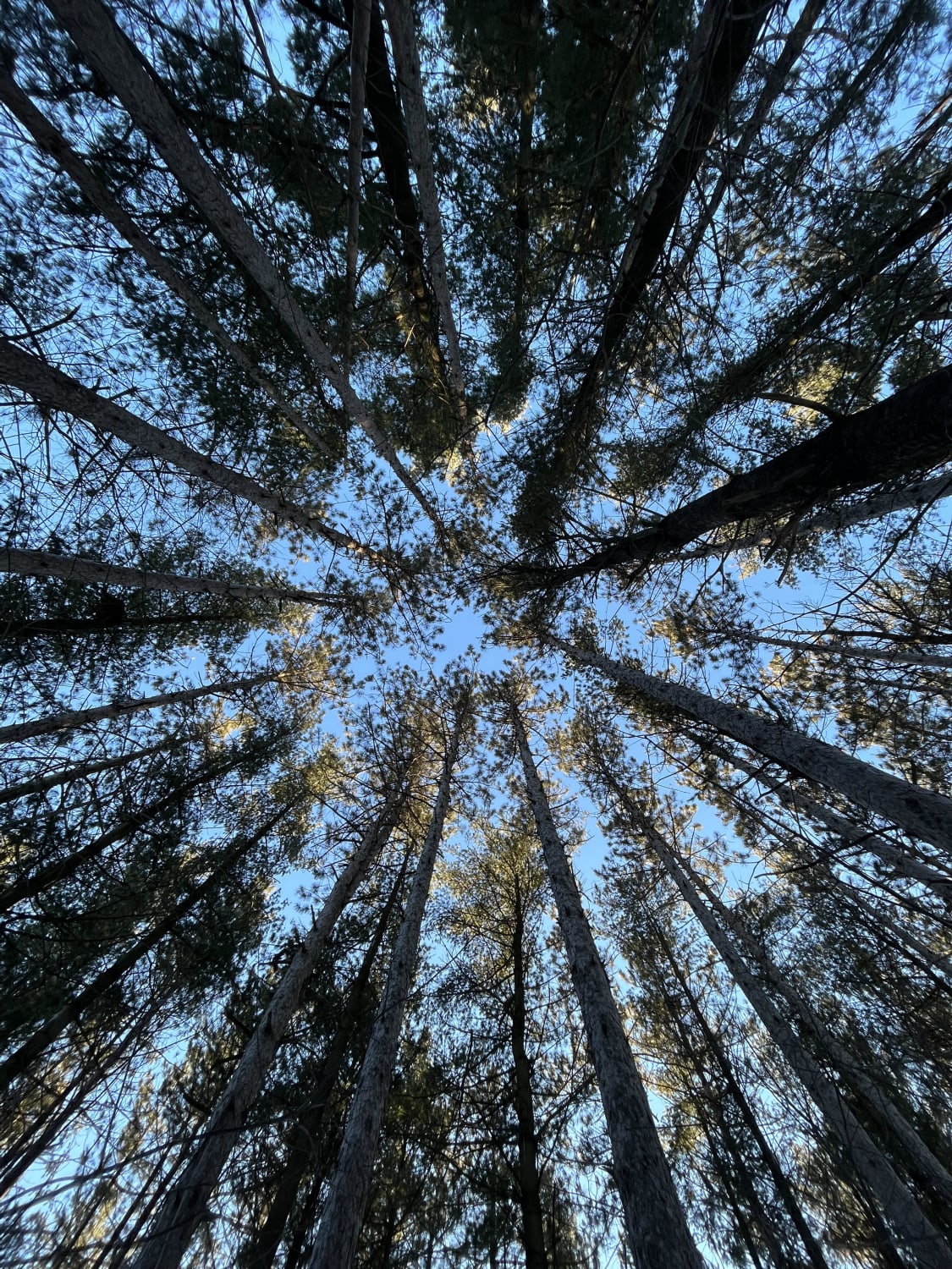 Pine trees in Southern Ontario