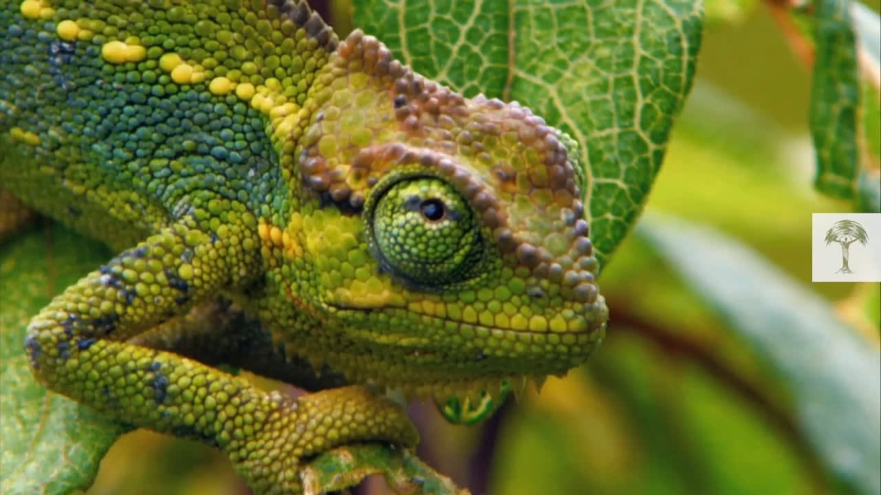 To catch its food, a chameleon will often wait motionless until an insect comes along within striking distance of its tongue, which can be as far away as twice its body length. A chameleon will also sometimes slowly crawl closer to prey that is spotted at distances beyond the reach of its tongue.