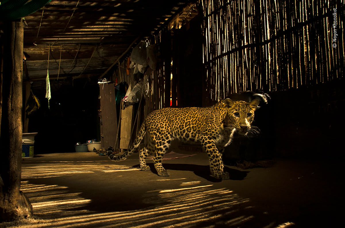 To celebrate WorldLeopardDay, take a walk on the wild side with the leopards featured in our Wildlife Photographer of the Year online gallery 🐆: