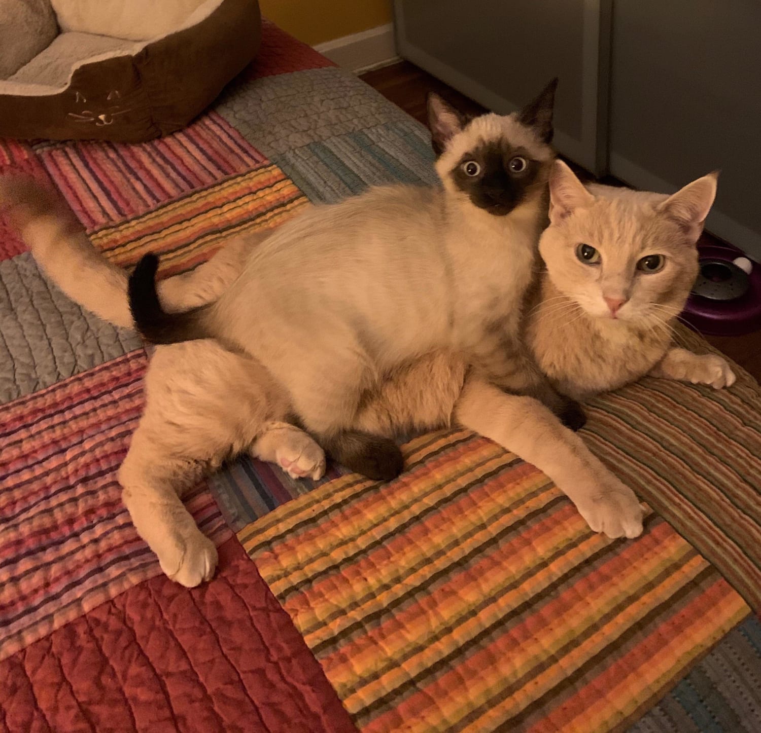 My mom’s Siamese cat loves my big man Pierre.
