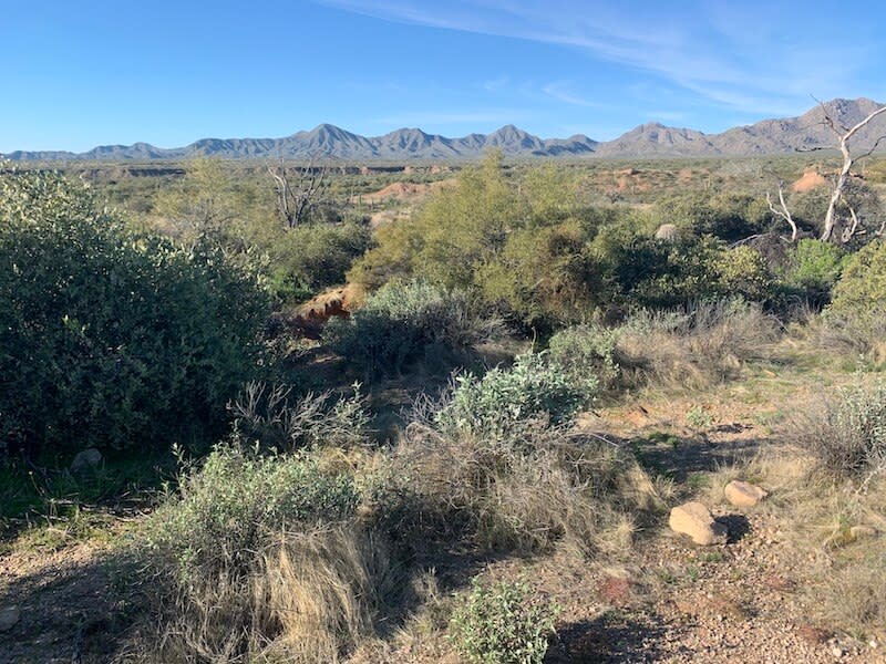 McDowell Mountain Regional Park Hiking: Why I Both Love and Hate This Park