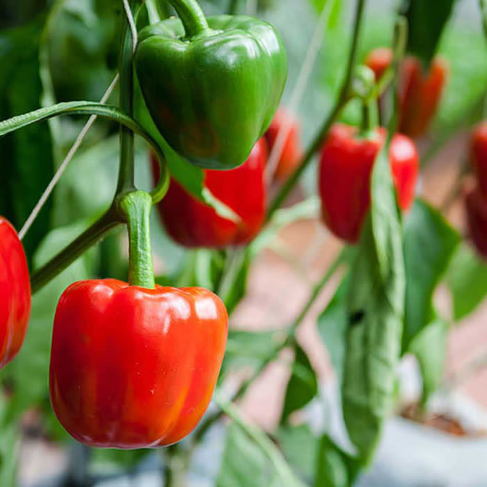Peppers Growing Tips