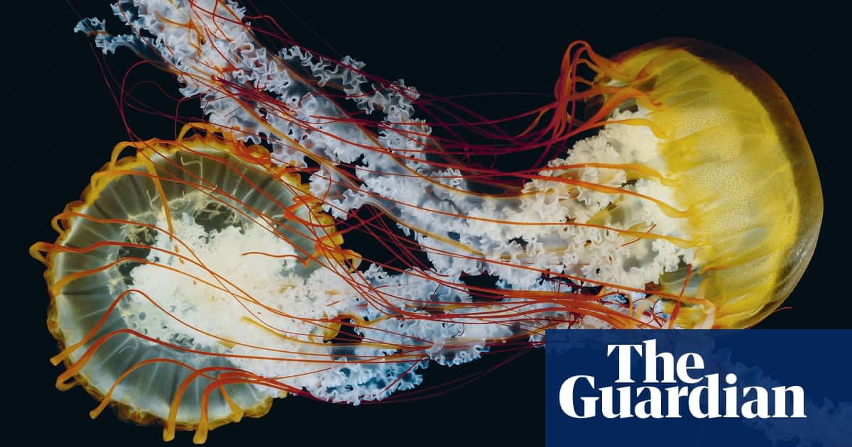 Sea nettles and medusa: a world atlas of jellyfish - in pictures
