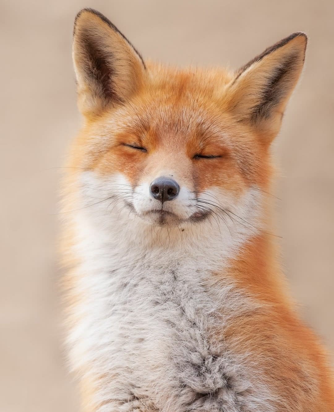 PsBattle: a resting fox