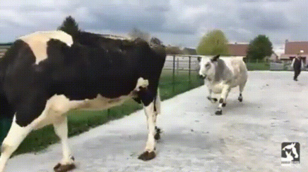 Steer jumps for joy when he feels grass