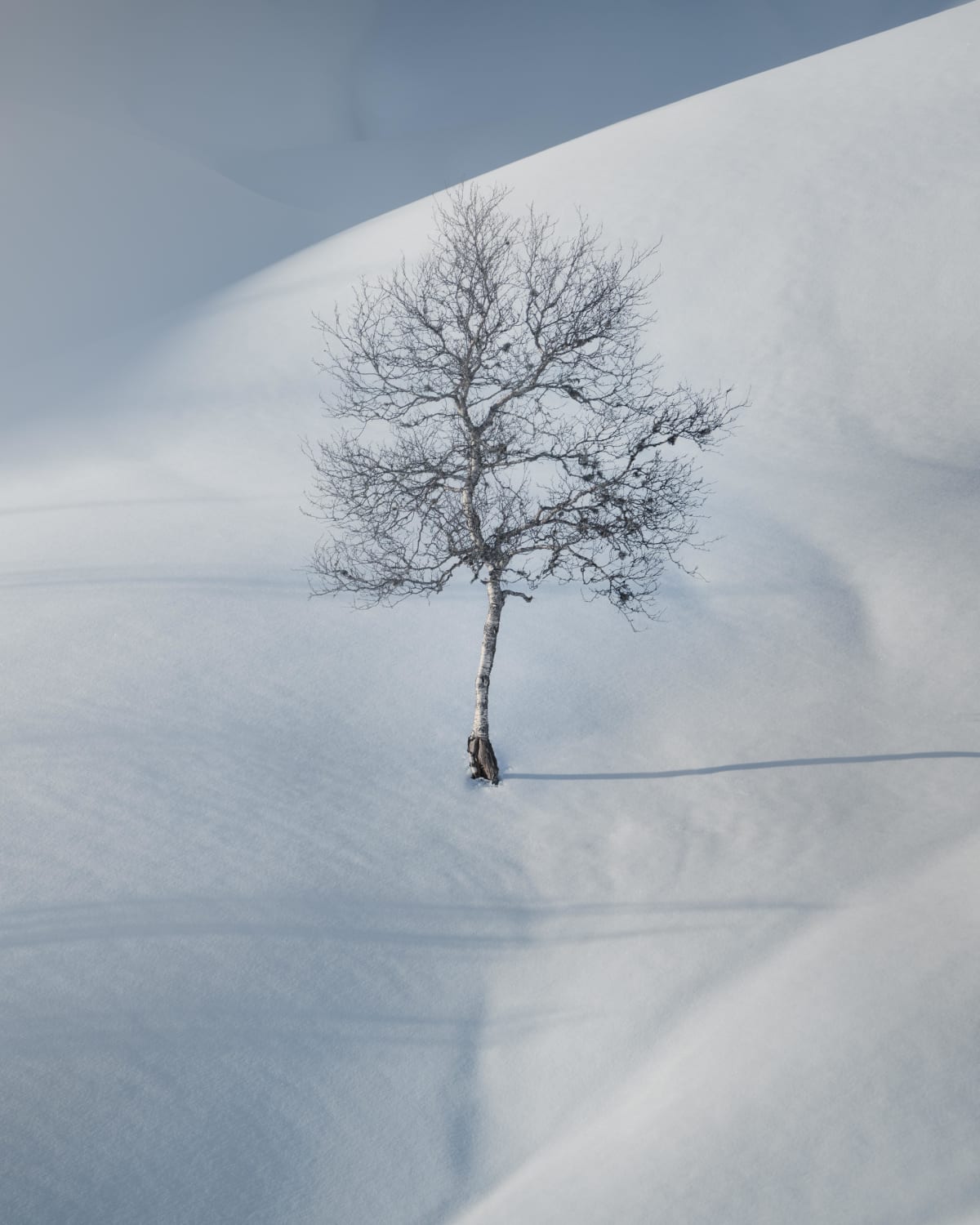 Found this lonely tree in Eikedalen, Norway.
