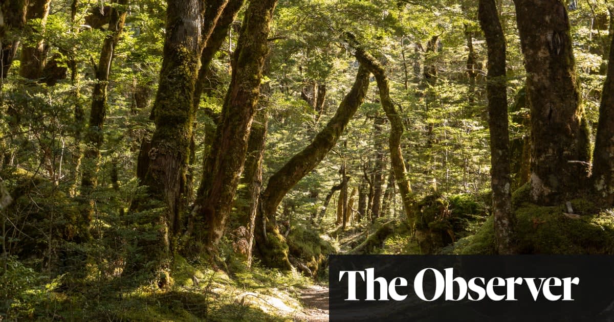 Getting back to nature: how forest bathing can make us feel better