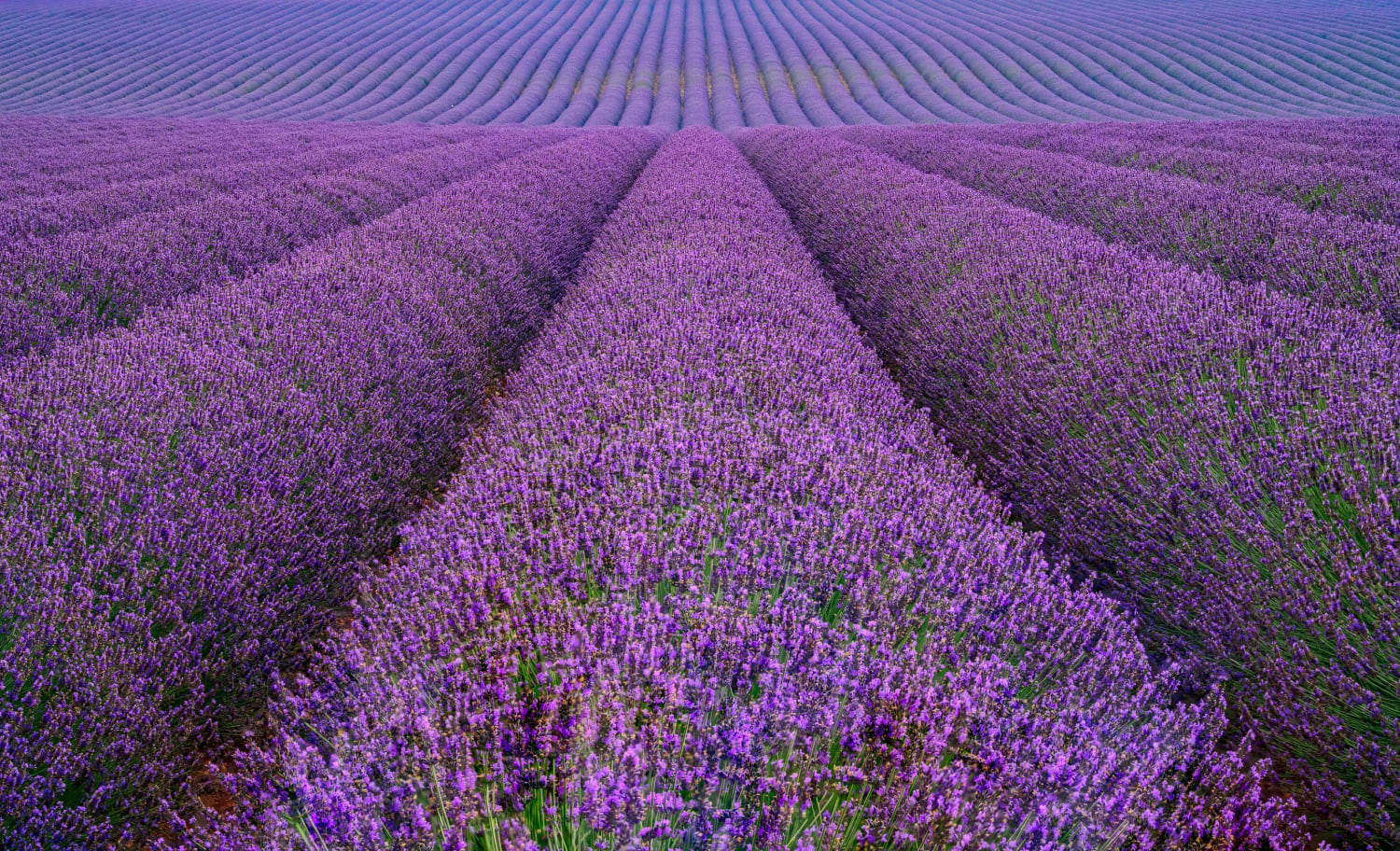 Endless Lavender