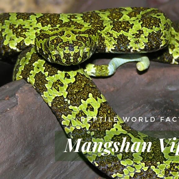 Top 10 Mangshan Pit Viper Facts - A Very Rare Snake