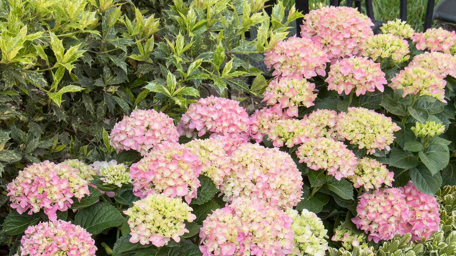 5 Fail-Proof Plant Combinations for a Gorgeous Front Yard