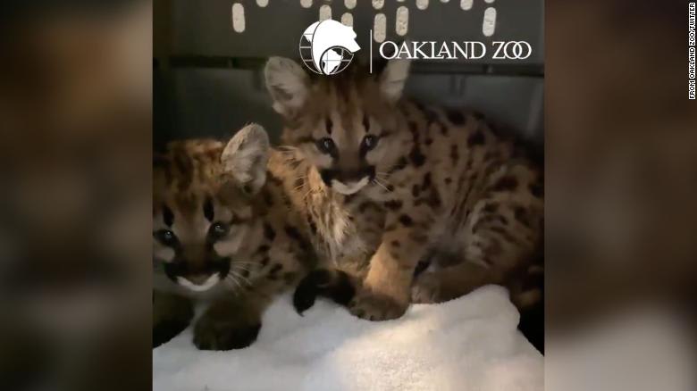 Oakland Zoo takes in two more mountain lion cubs rescued from Northern California wildfire