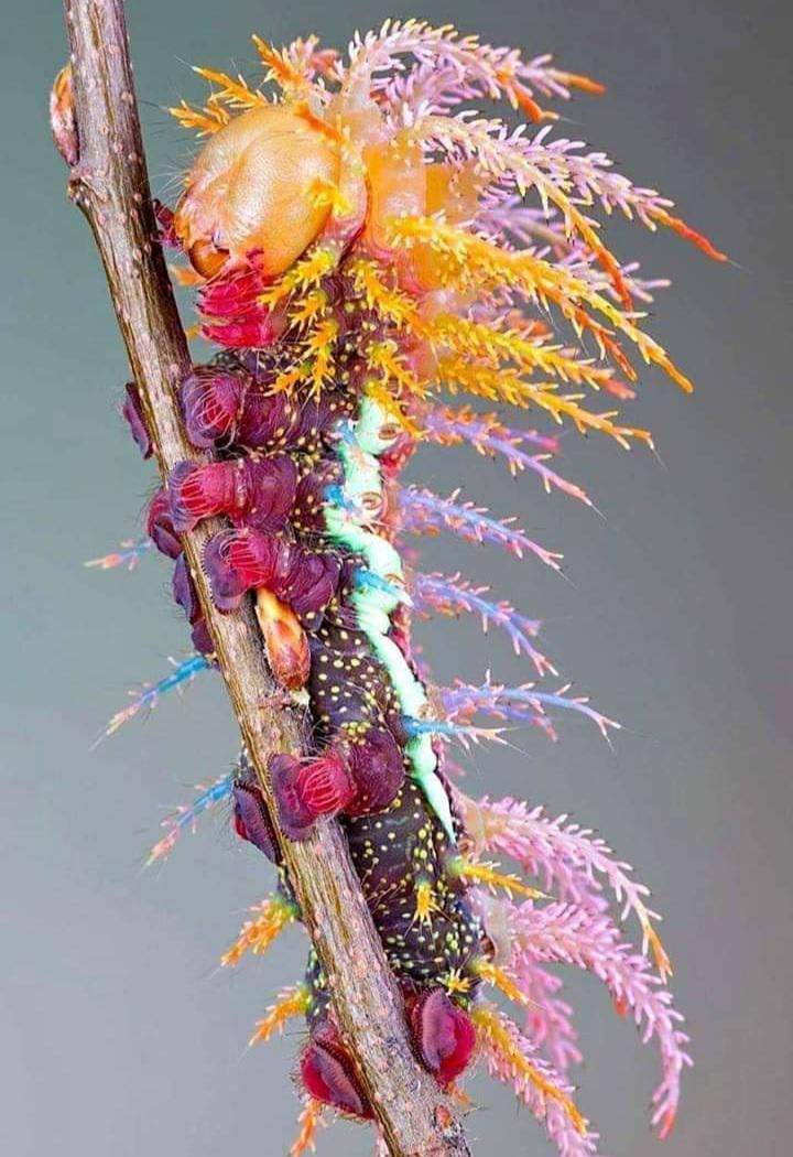 Caterpillar of the Saturniidae moth.