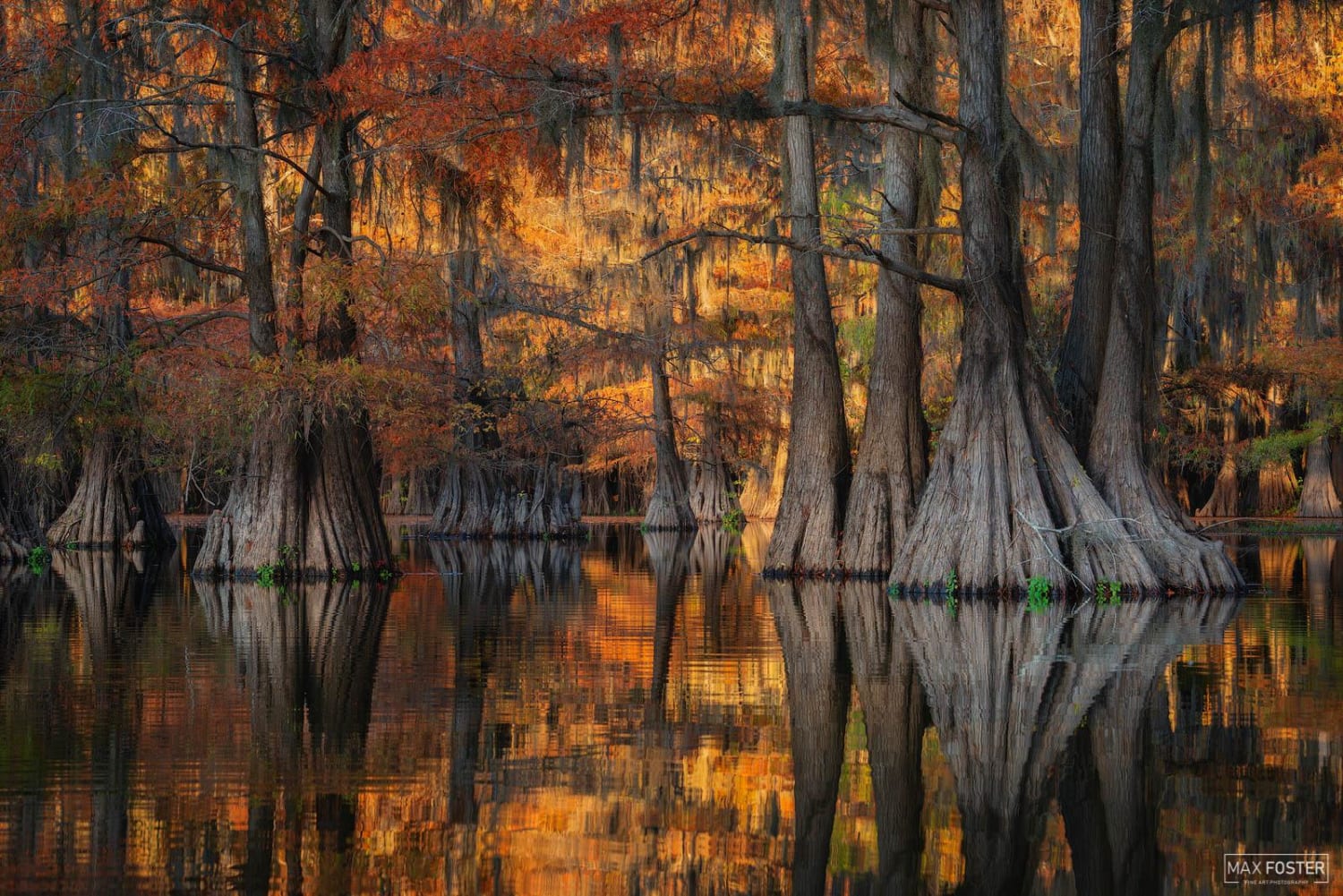 Golden Glory - Autumn in the bayou is incredible! Texas