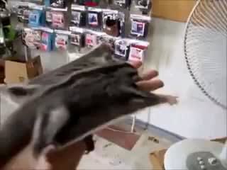 To fly away