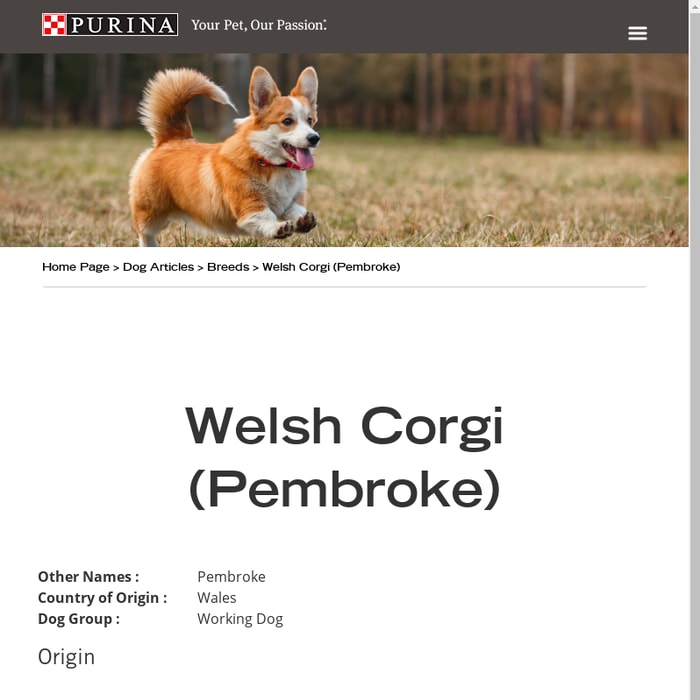 Welsh Corgi Pembroke - Dog Breeds