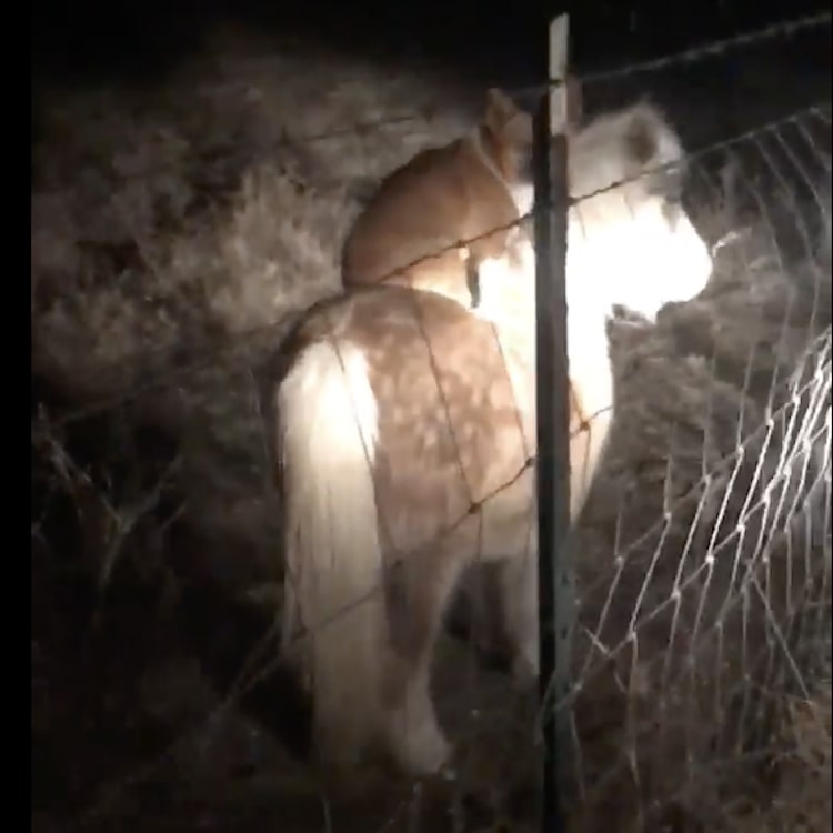 Woman Comes Home to Find Her Neighbor's Corgi Riding on Top of Her One-Eyed Pony in the Dark