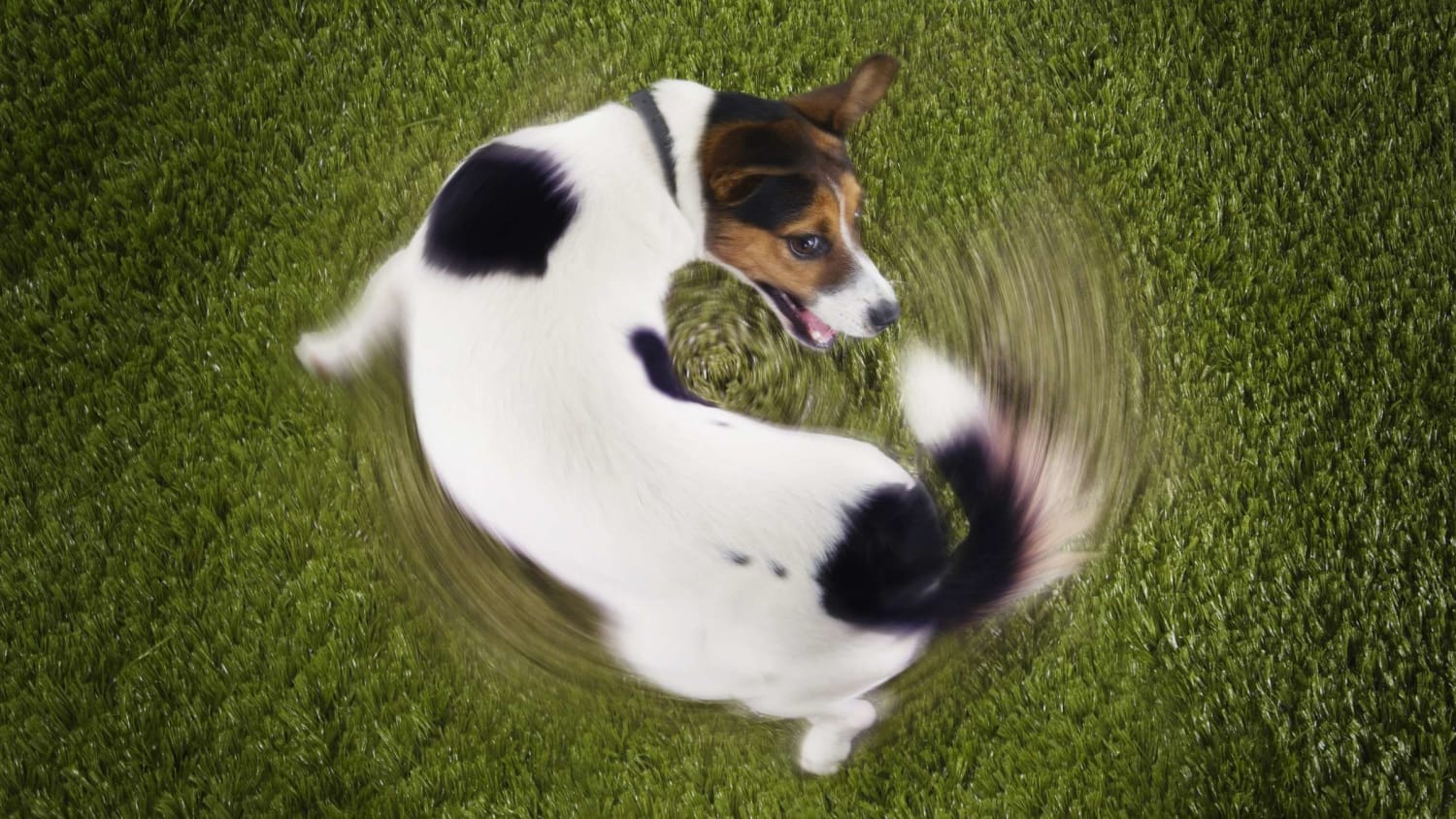 Why Do Dogs Chase Their Tails?
