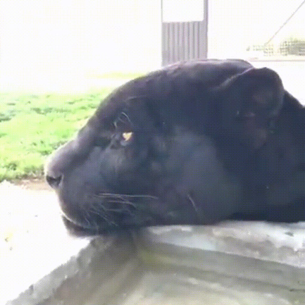 So bored big cat