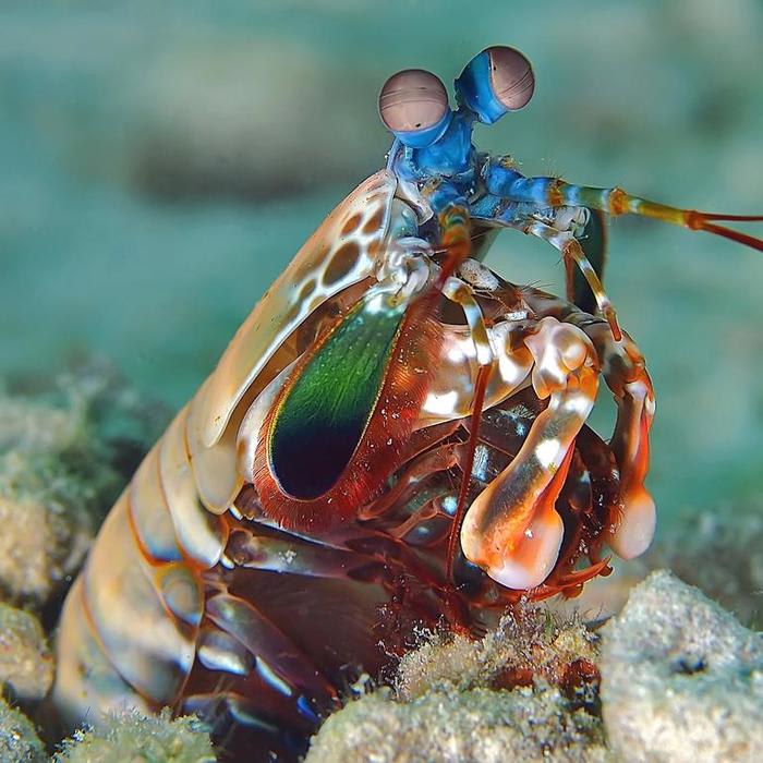 How Mantis Shrimp Punch So Hard - D-brief