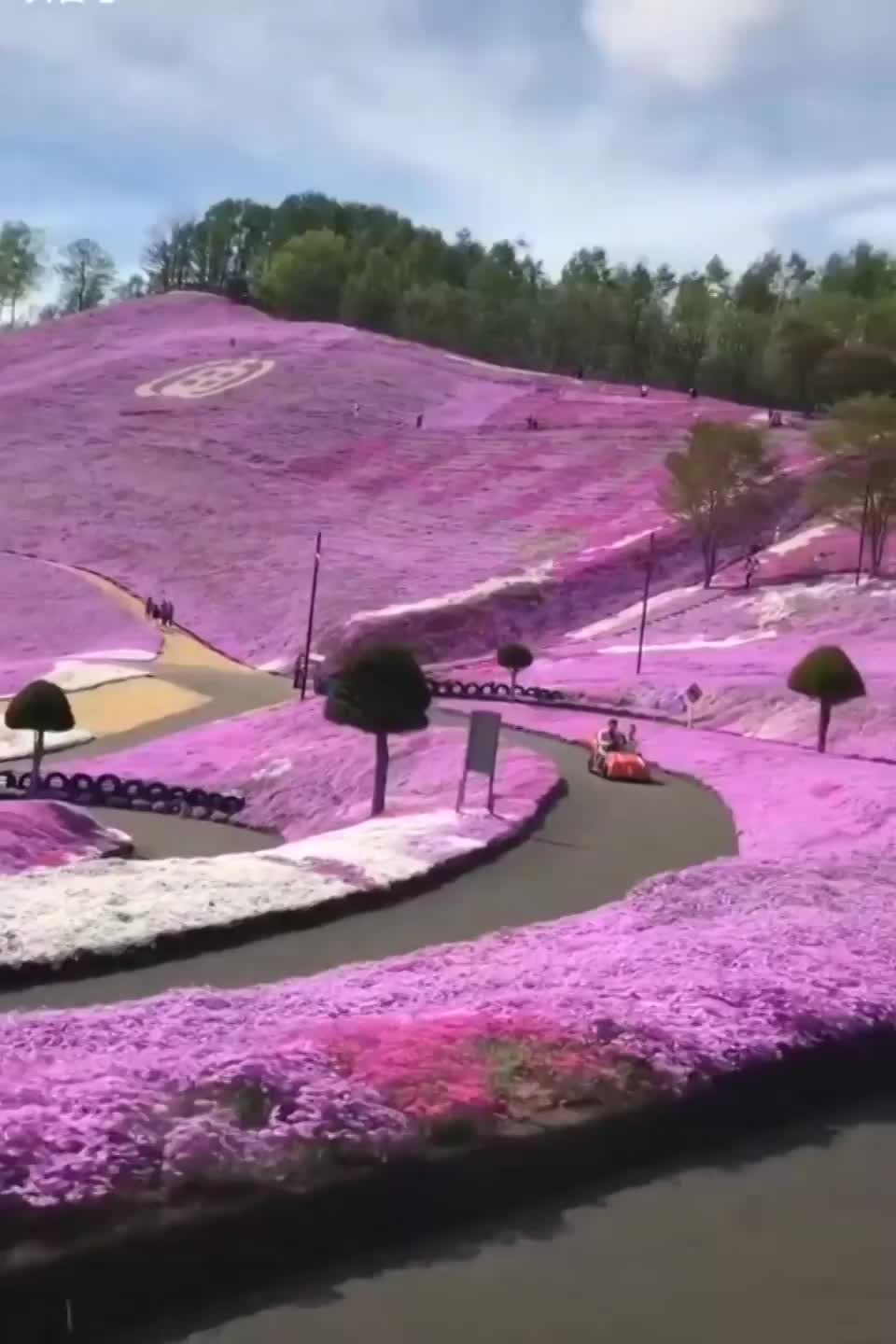 Flowery landscapes of Hokkaido, Japan