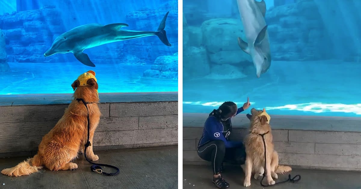 Friendly Golden Retriever Has an Adorable Playdate With Rescue Dolphin at Her Aquarium