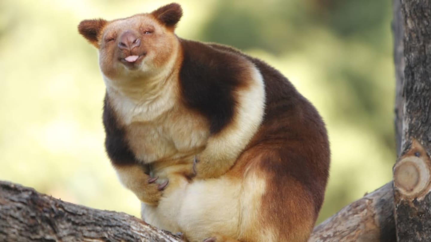 Rare Tree Kangaroo in New Guinea Was Just Seen For the First Time in 90 Years