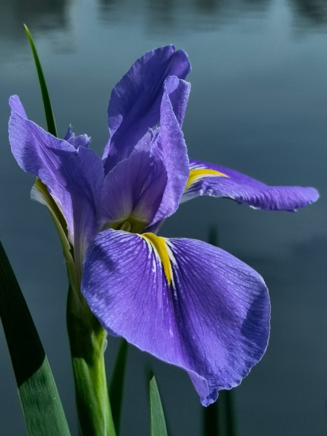 户外盛开的紫花特写