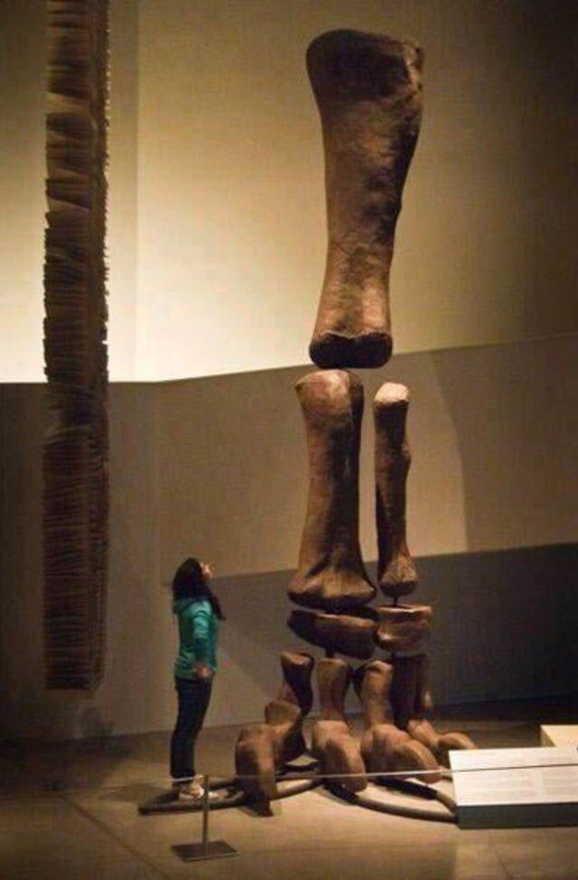 The sheer size of a Argentinosaurus’s foot!