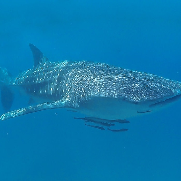 Ethically Swimming with Whale Sharks in the Philippines