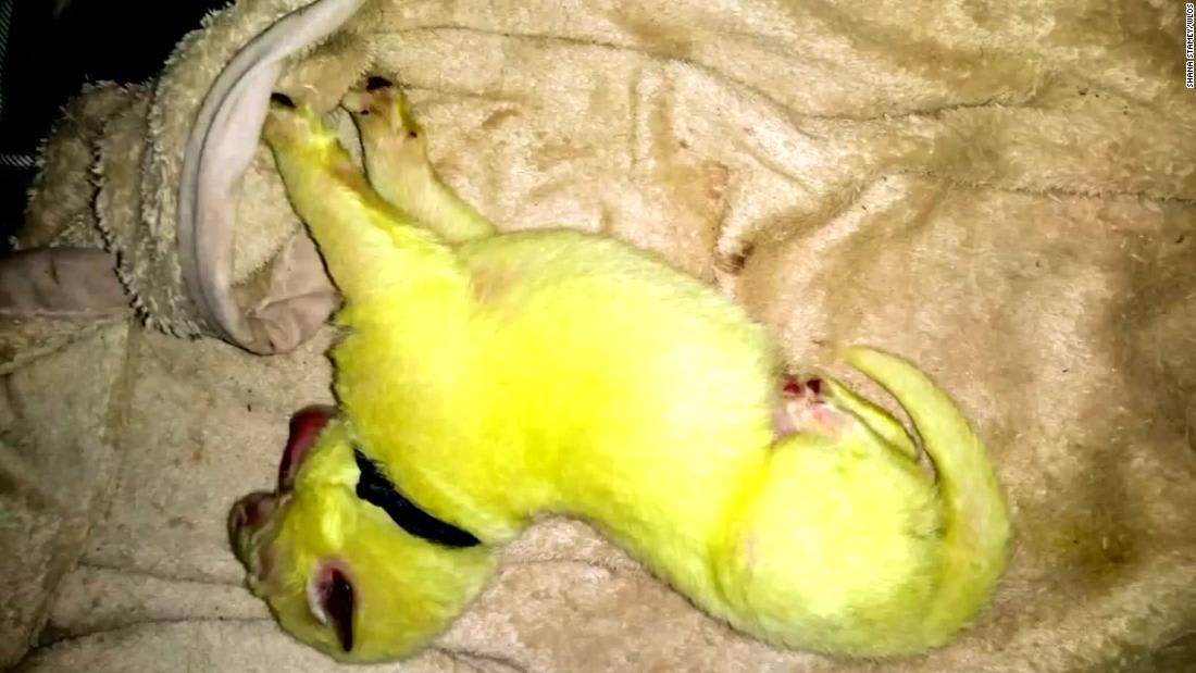 A dog gives birth to a green puppy, now named 'Hulk.' Here's the science behind it