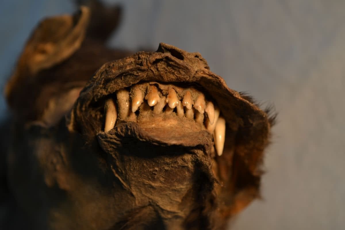 A pup preserved in permafrost ate one of the last woolly rhinos on Earth