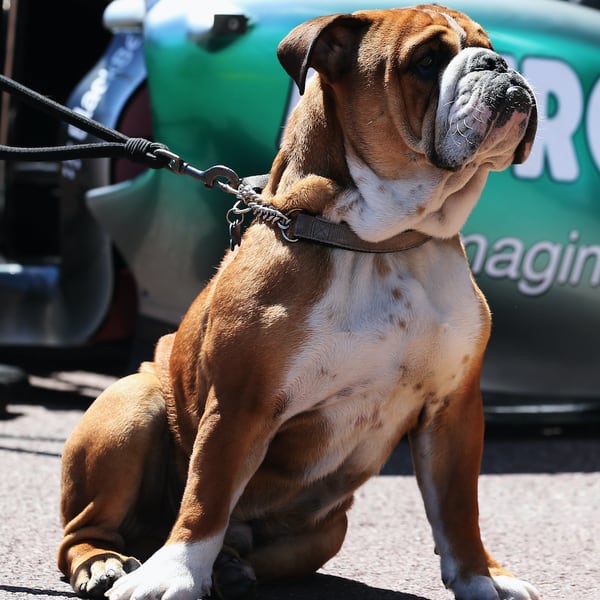 Lewis Hamilton's Dog Apparently Makes $700 a Day Modeling