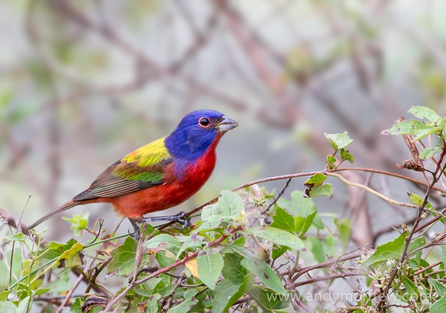 A Visit From a Dazzling Bird Drew Crowds of People Into a Maryland Park
